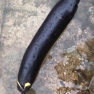 咸鱼_APEX流苏的苏