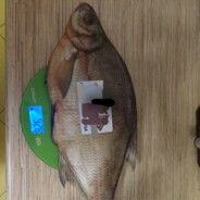 крип пивоносец