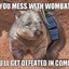 BLACKWOMBAT