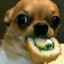 Sushi Comendo Cachorro