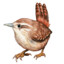 Wren