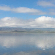 Lemon不甜我不买