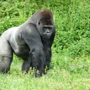 Silverback daxingxing