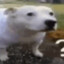 Matoos