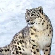 雪豹