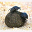 Dung Beetle