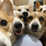 崂山白花蛇草苏打水