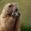 Marmota | 420