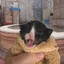 Cat Glory.