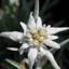 edelweiss