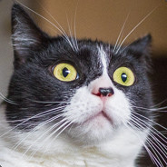Meowy Catsmas! - steam id 76561197969009068
