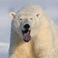 Eisbärenbär