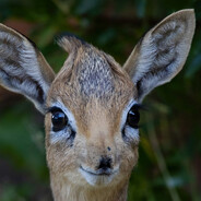 zen - steam id 76561198088887195