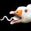 Evil Duck Eat Sperm