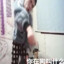 你在狗叫什么