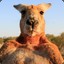 A Kangaroo