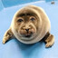 Debi da seal