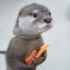 Sneaky Otter