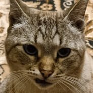 Tip - steam id 76561198451500971