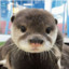 Wiggly Otter