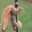 Deer hunter 2019™®