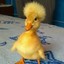 duck