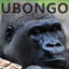 Ubongo