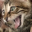 i play dota