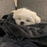 小猪佩奇西瓜泥