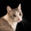 plinio