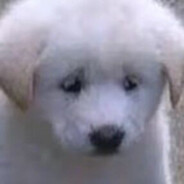 二刺猿都是沙口