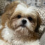 Louiz