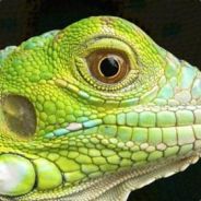 Reptology