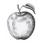 Malus