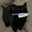 ^black cat^