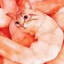 shrimp cat