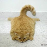 碳烤八爪鱼