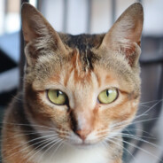 手残小咪拯救世界