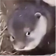 西伯利亚大耗子