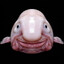 Mr. Fish