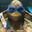 Tortuga