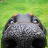 афанасий шышкин