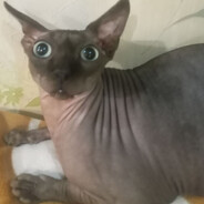 недоразвитый