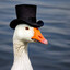 Steam avatar
