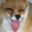 heehoo pupper