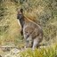 HairyWallaby