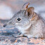 SHREW