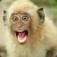 YOUR FACE LIKE A MONKEY