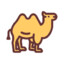 Camel
