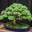 Bonsai Boy